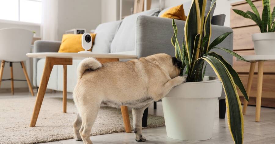 How To Pet-Proof Your Home